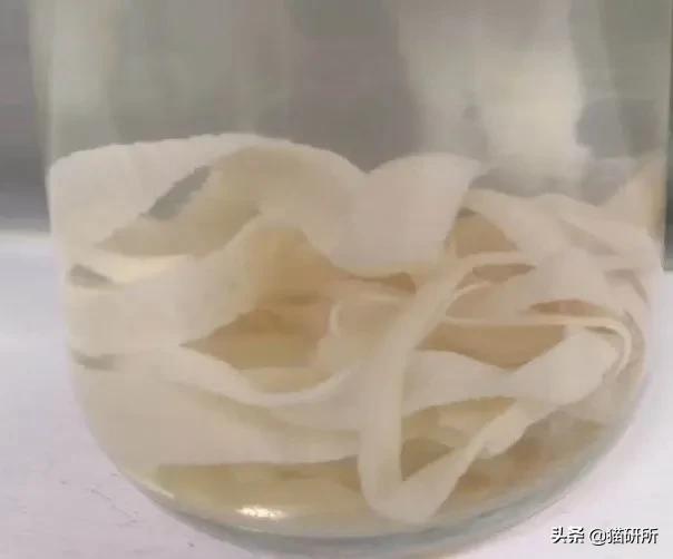 显微镜下的猫屎，竟然和这么多食物都撞脸？