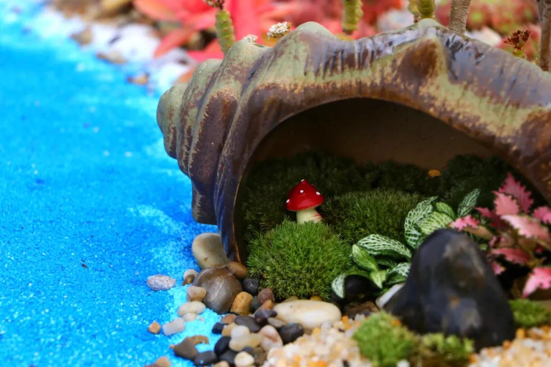 这个年销量上亿株多肉的县城，举办了首届多肉电商节