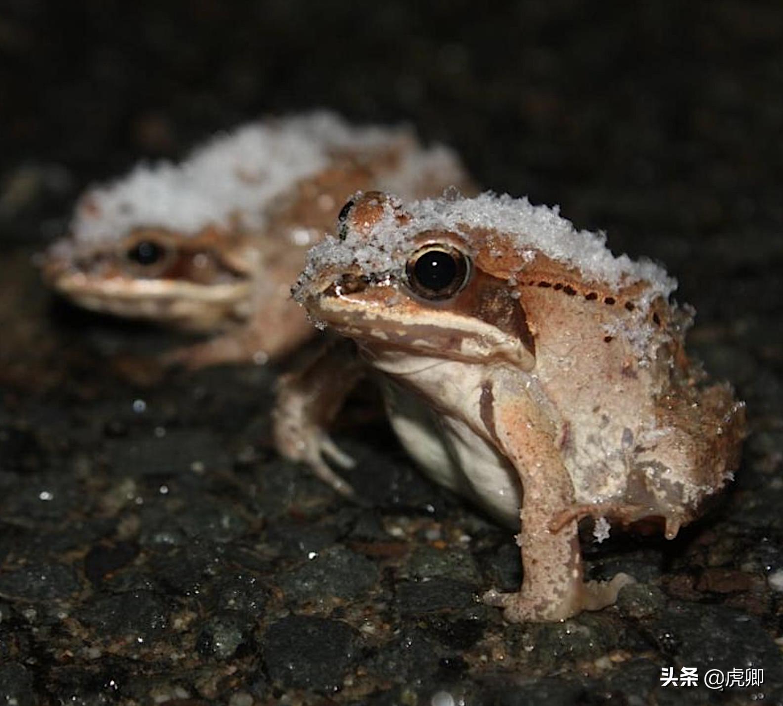 最小食肉动物伶鼬重3两,年灭鼠3500只,何不用来防治澳洲鼠灾?