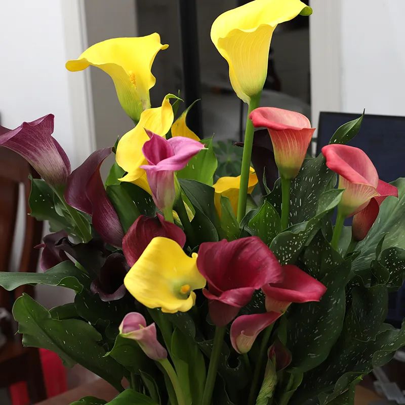 去花市买花千万别买这4种花,春天逛花市5种花千万别买