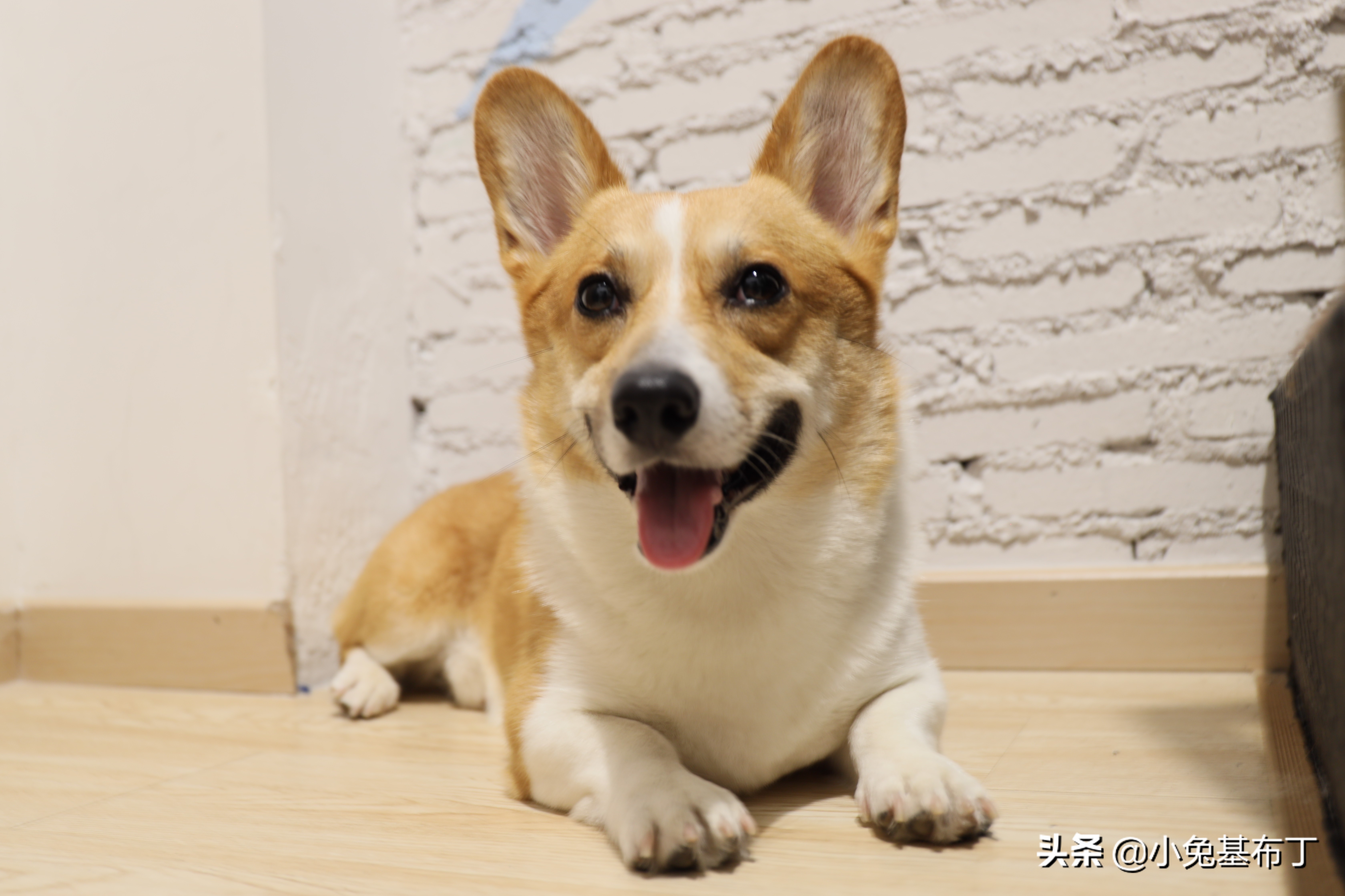 狗狗走了有什么表现,狗狗走远了还能自己回来吗