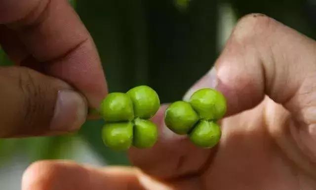 樱桃树一年管理,樱桃树现在管理