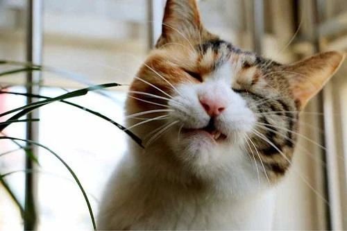 猫厌食是什么原因引起的,猫厌食怎么解决