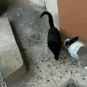 能不能养宠物鼠狗兔猫,能不能养宠物鼠猫狗呢