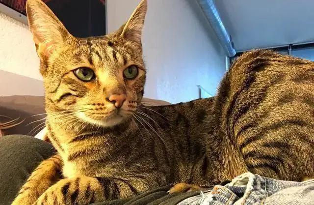 还敢在网上买东西吗,在网上买宠物猫靠谱吗