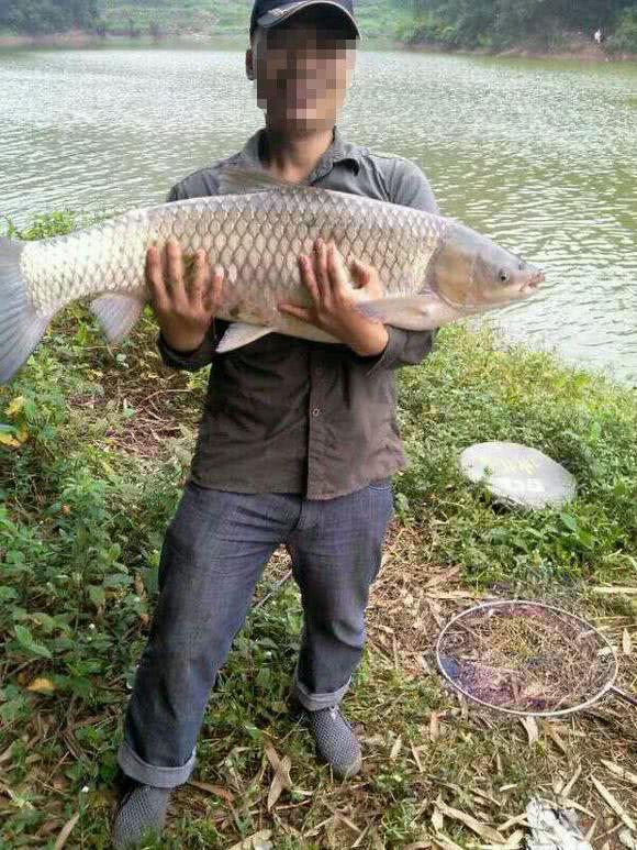 水库钓鱼怎样挂钓饵玉米粒,自制水库野钓玉米粒鱼饵