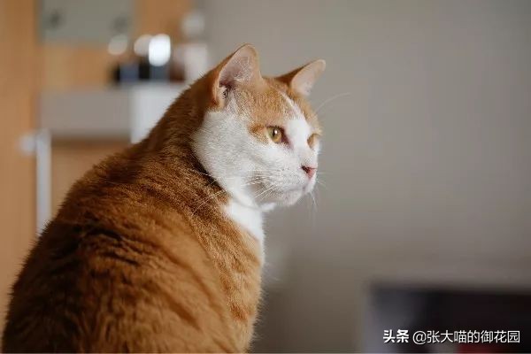 给猫咪绝育有多残忍,给猫咪绝育犯法吗