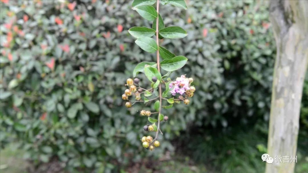 【我们的节日】中秋情浓意更浓欢乐国庆欢乐颂