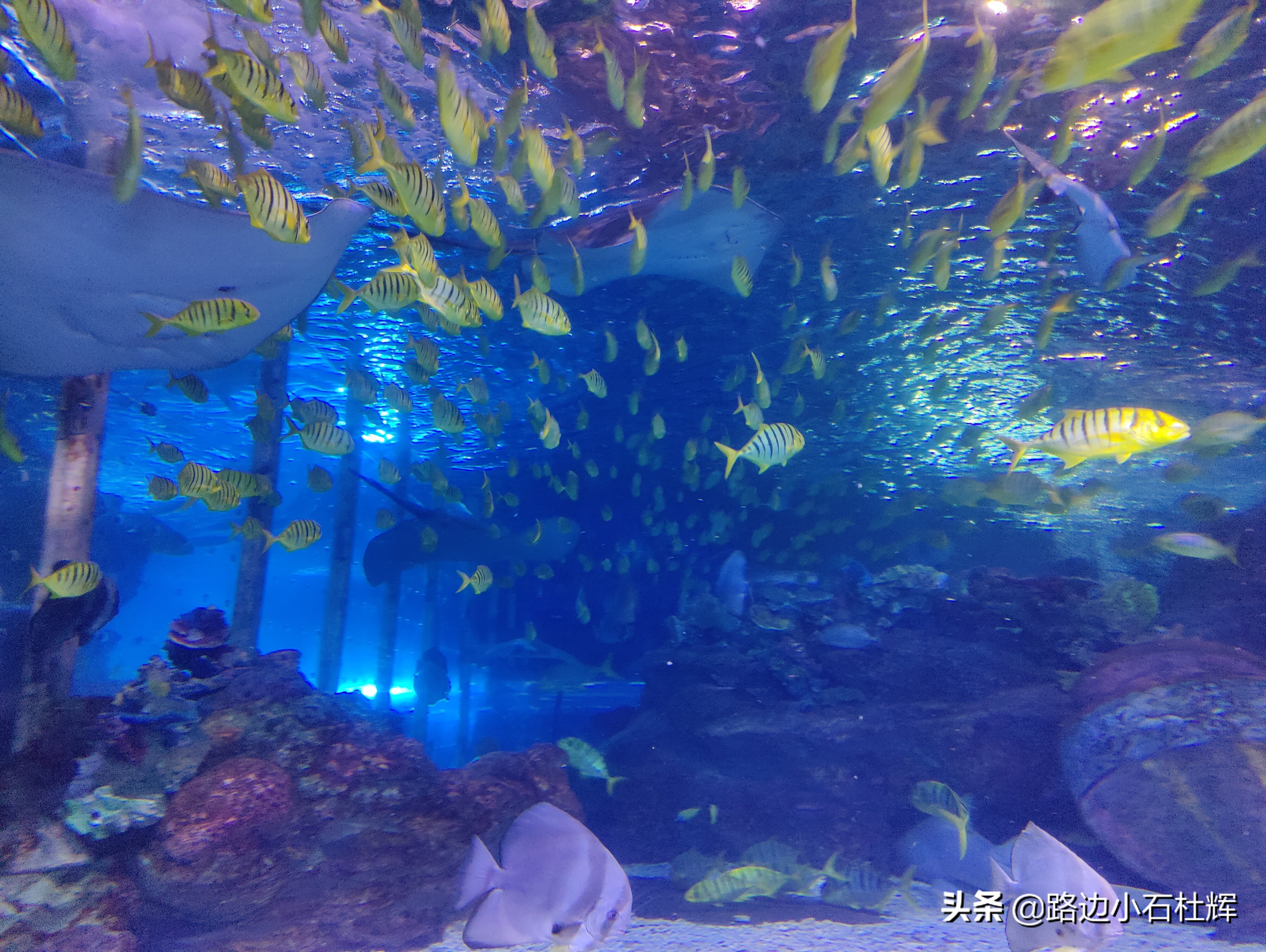 北京海洋馆海底世界和动物园攻略,游北京动物园海洋馆