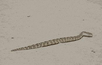 陌生女孩晚上敲门求救,陌生女子深夜敲门求救