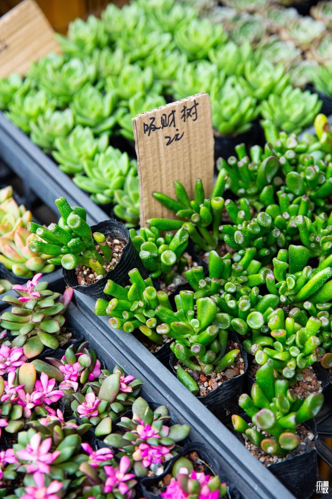 深夜去广州的花卉市场买花,如何逛斗南花卉市场买花便宜