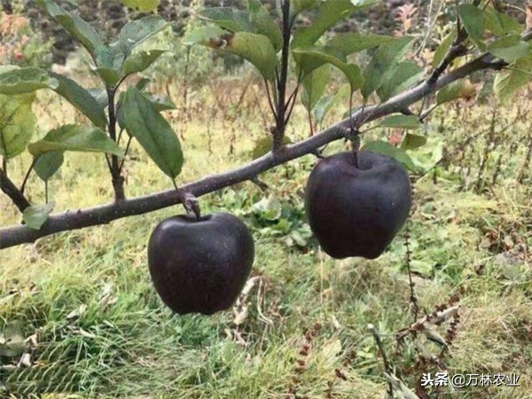 黑苹果是什么,黑钻苹果与黑卡苹果有什么区别