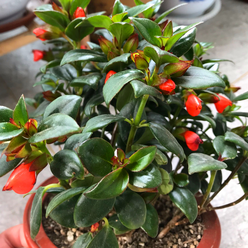 金鱼吊兰经过砍头处理后期怎么养,金鱼吊兰水养怎么长得快