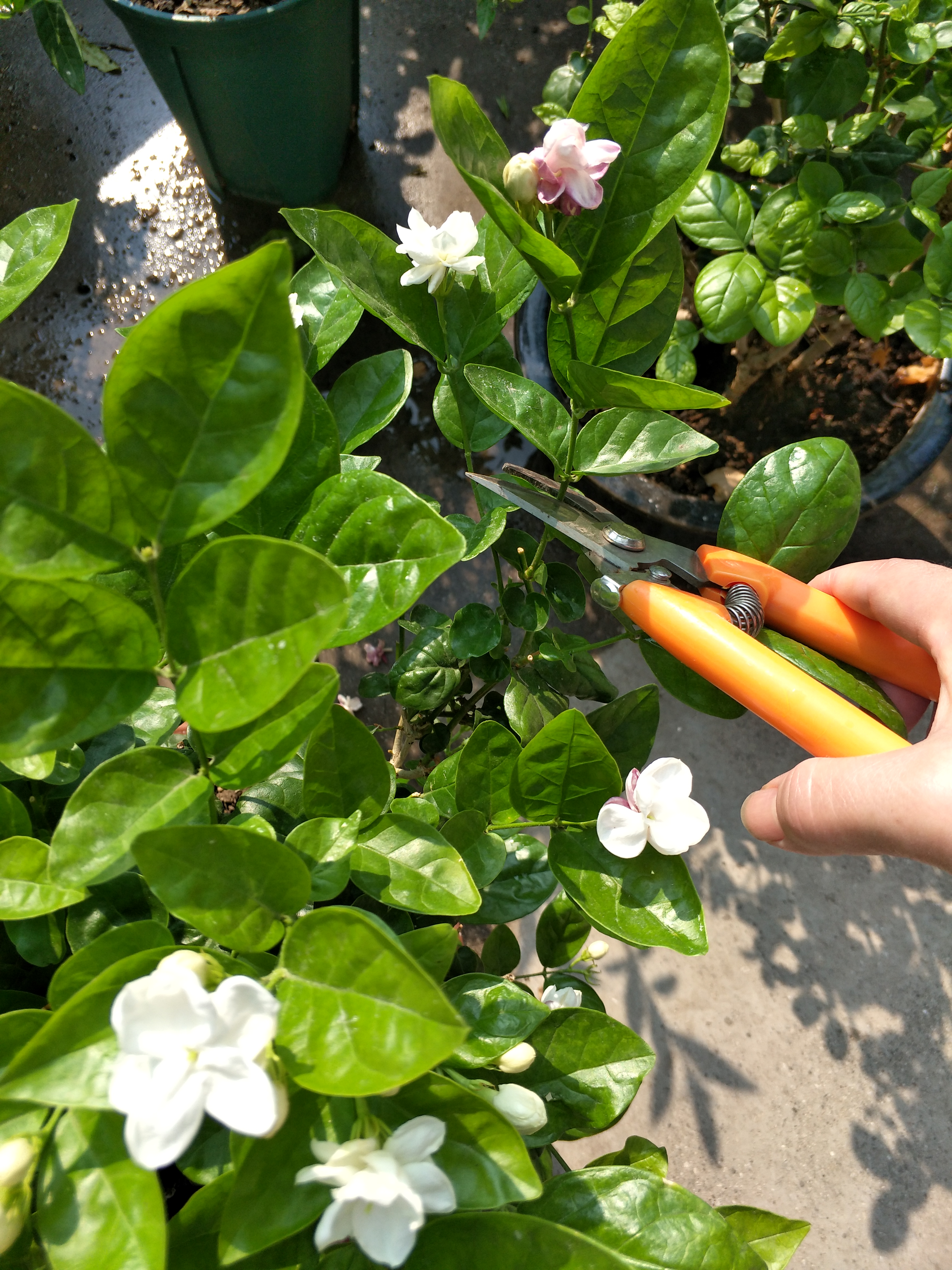 茉莉花叶片干枯掉落怎么回事,茉莉花叶子干枯脱落是什么原因