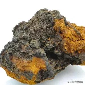 梦幻蘑菇要不要吃,蘑菇外表美丽但是有毒