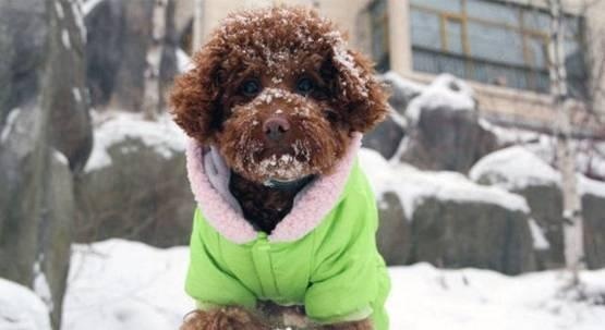 给狗狗穿衣服狗狗调皮怎么办,冬天了不给狗狗穿衣服狗狗会冷吗