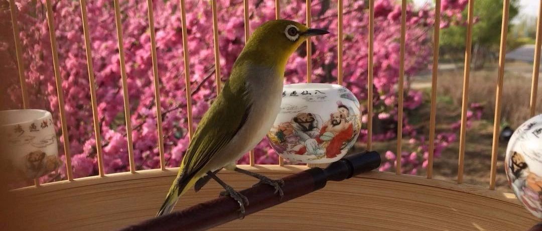养鸟故事之回忆那些鸟事 八 、九