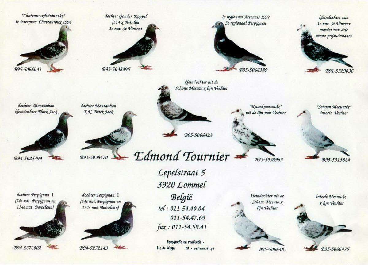 世界名鸽录,世界名鸽素材