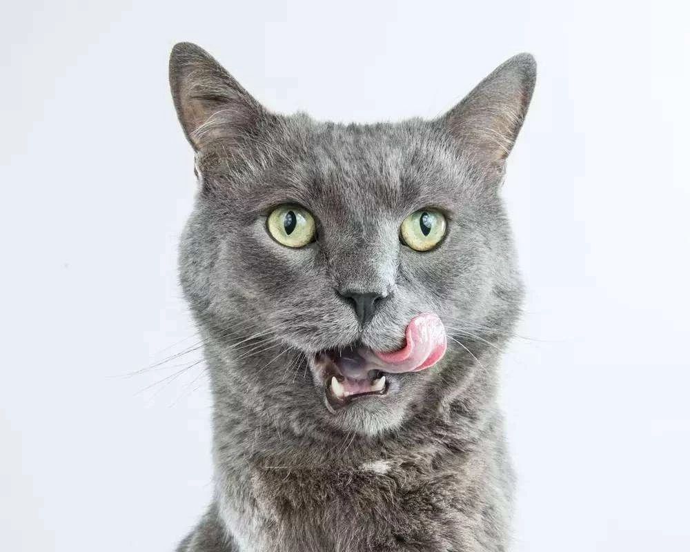 吃肉的猫咪需要额外补充哪些营养,给猫补钙要吃什么