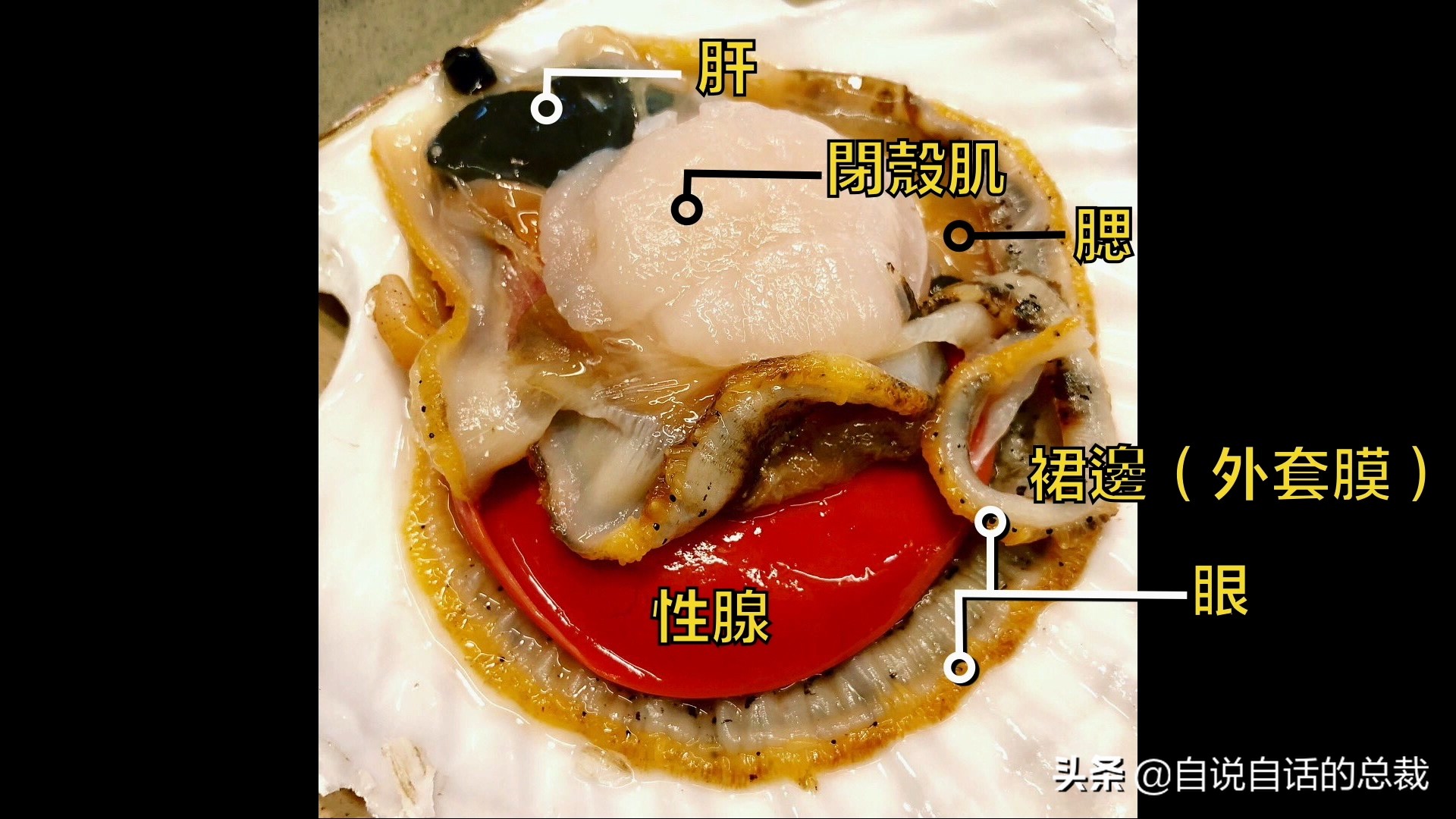 蚶蛤蛏蚬区别,蛤蜊蚶子蛏子区别