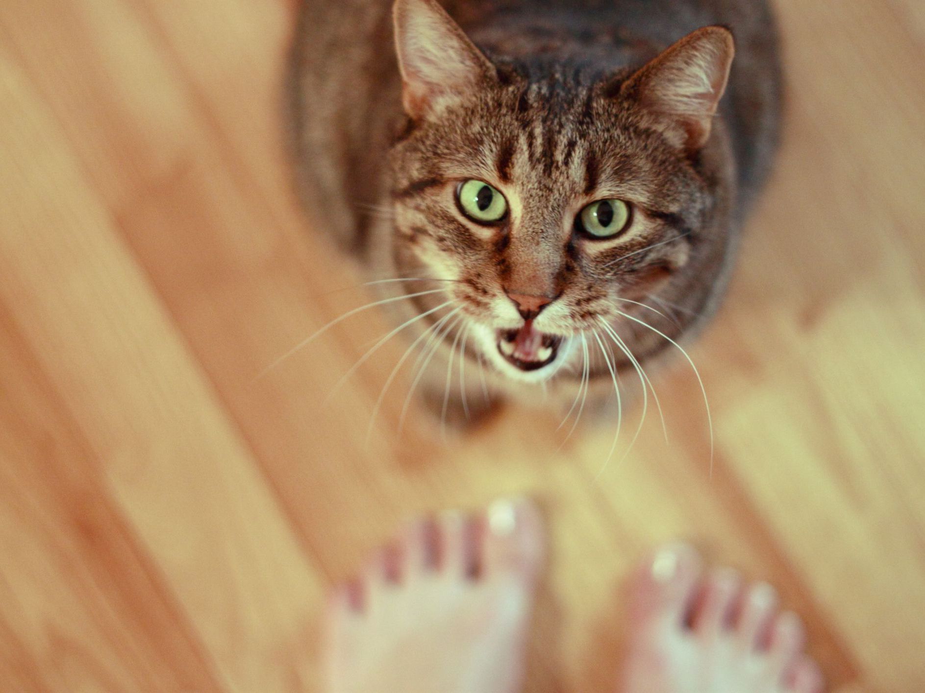 如果猫咪总是喵喵叫怎么办,猫咪经常喵喵叫