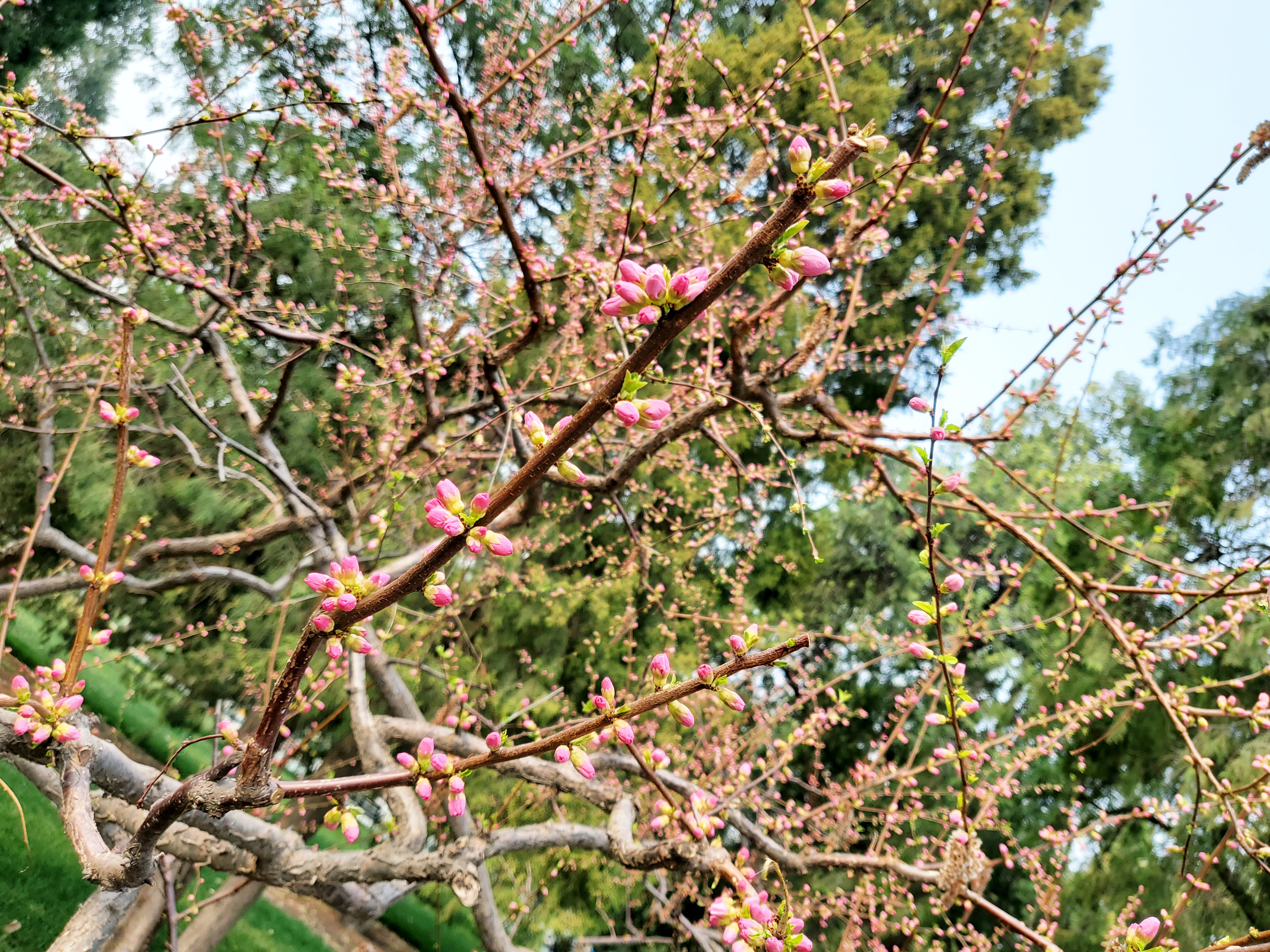 清波一勺买千钱?不能为武汉下一场樱花雨,不妨在这儿品百花香