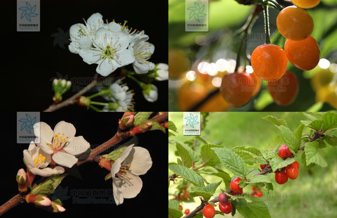 樱花结的果实叫樱桃吗,樱花结出来的果子是樱桃吗