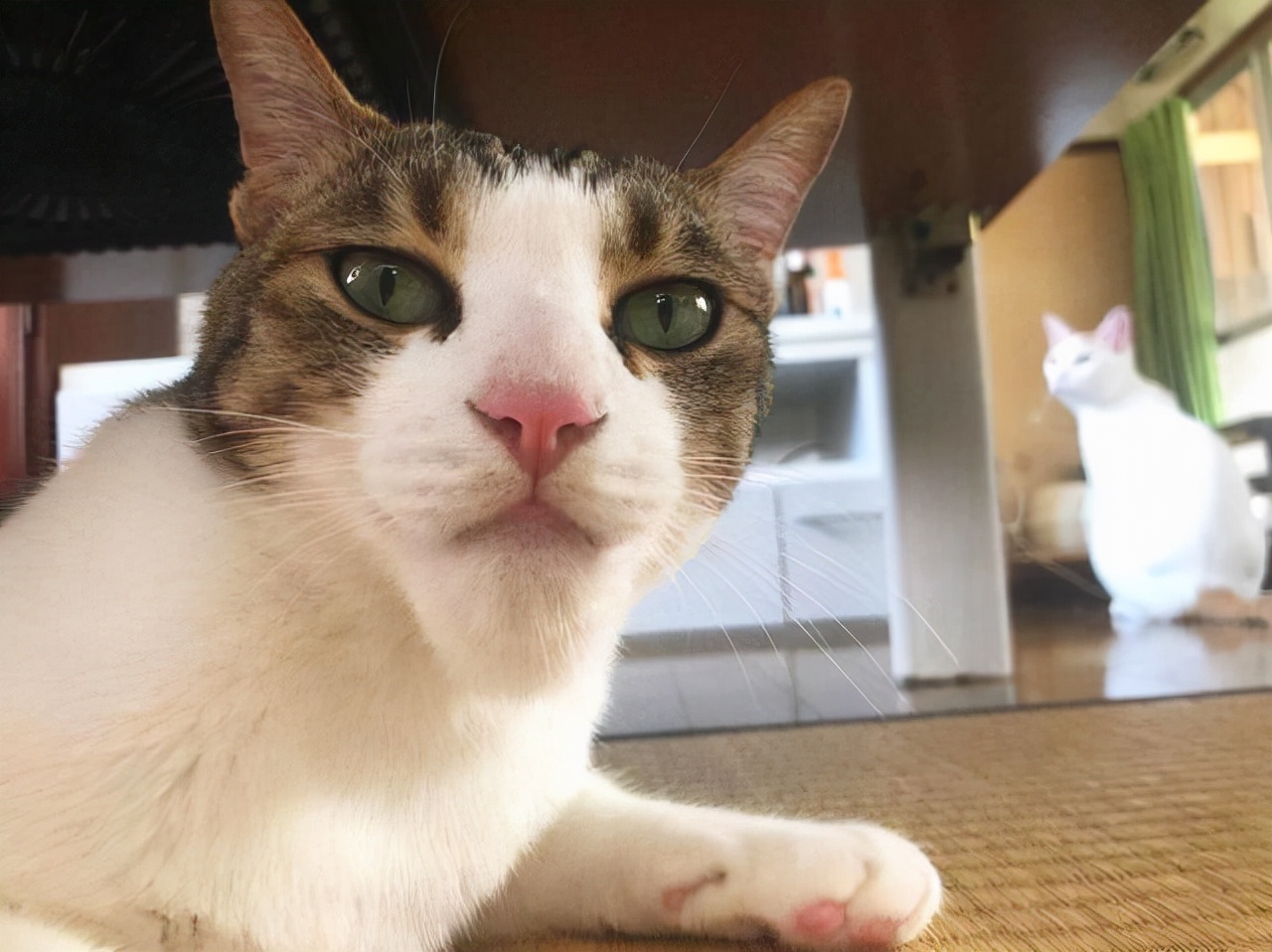 猫咪被蜜蜂蛰搞笑,猫咪嘴巴被蜜蜂蛰了怎么处理