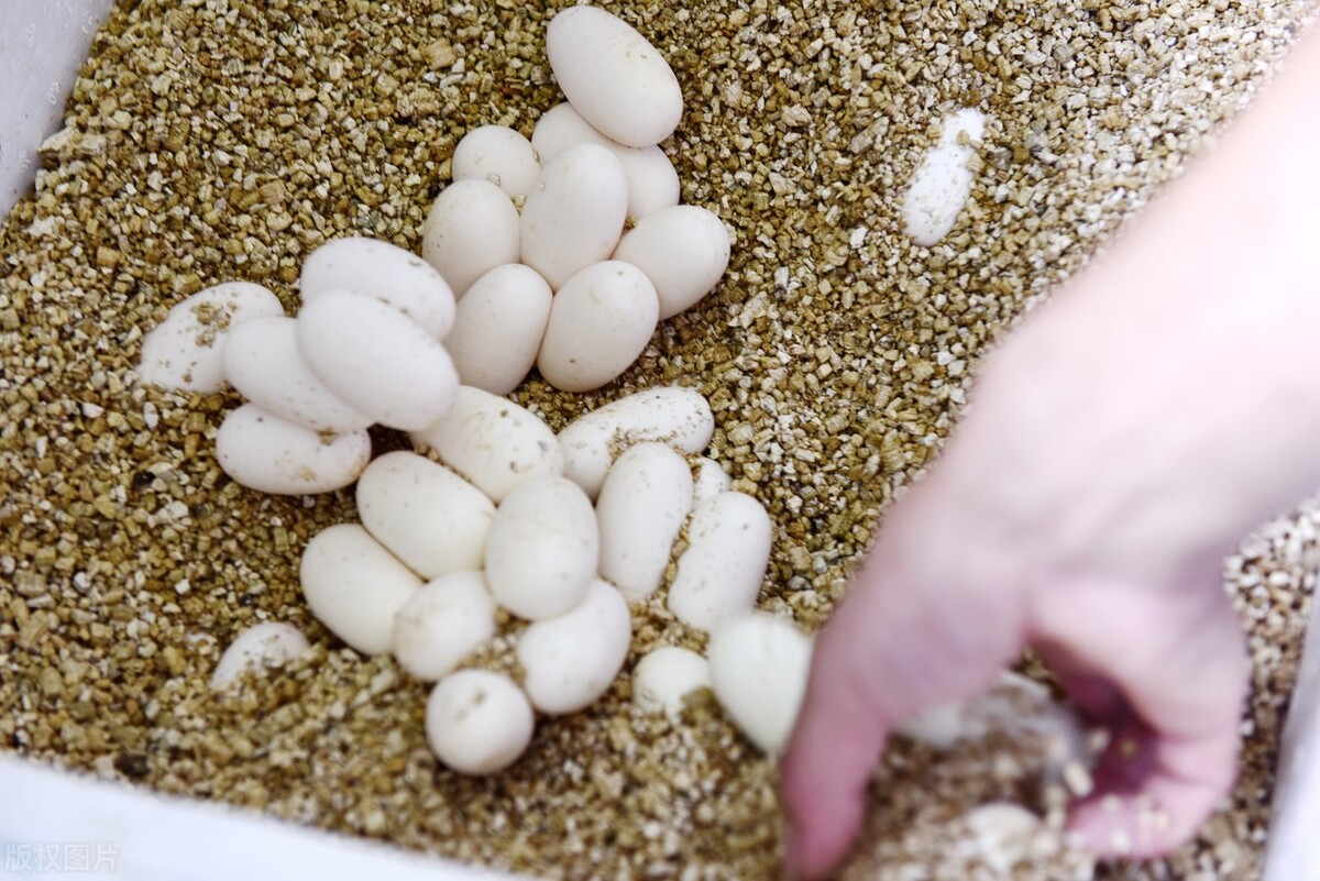 蛇性本淫是什么,蛇性本淫的意思