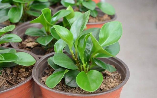 风油精能杀花盆中的小黑飞吗,杀灭花盆小黑飞专用药