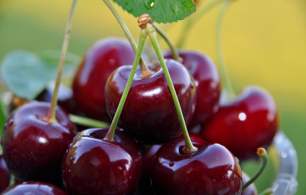 赛贝露和酵素有什么区别,赛贝露酵素减肥效果怎么样