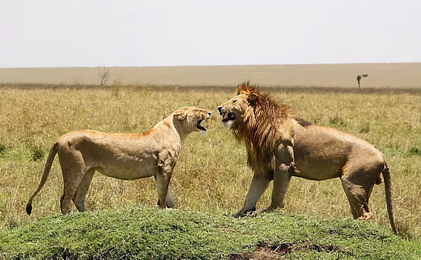 雄*交性**配和排尿器官二合一，雌性却分开，差异为何如此巨大？
