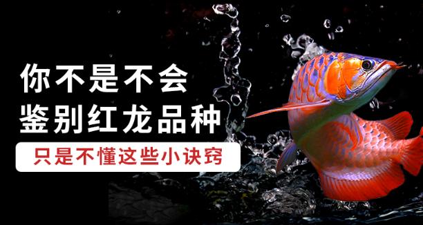 龙鱼品种鉴赏之红龙鱼,新手选什么品种龙鱼最好