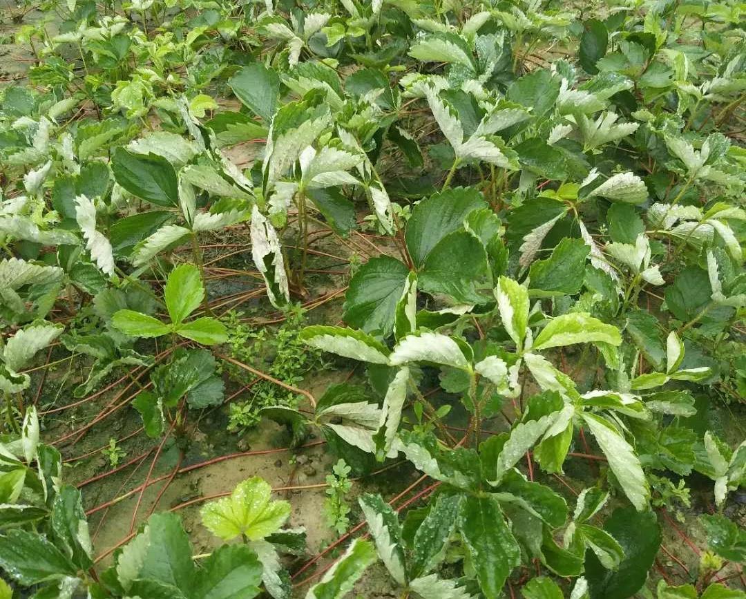 草莓育苗期炭疽病有哪些治疗药水,草莓炭疽病初期苗还可以治好吗