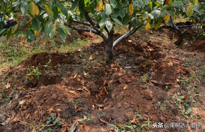 樱桃树如何正确种植,樱桃好吃树难栽真的就这么难么