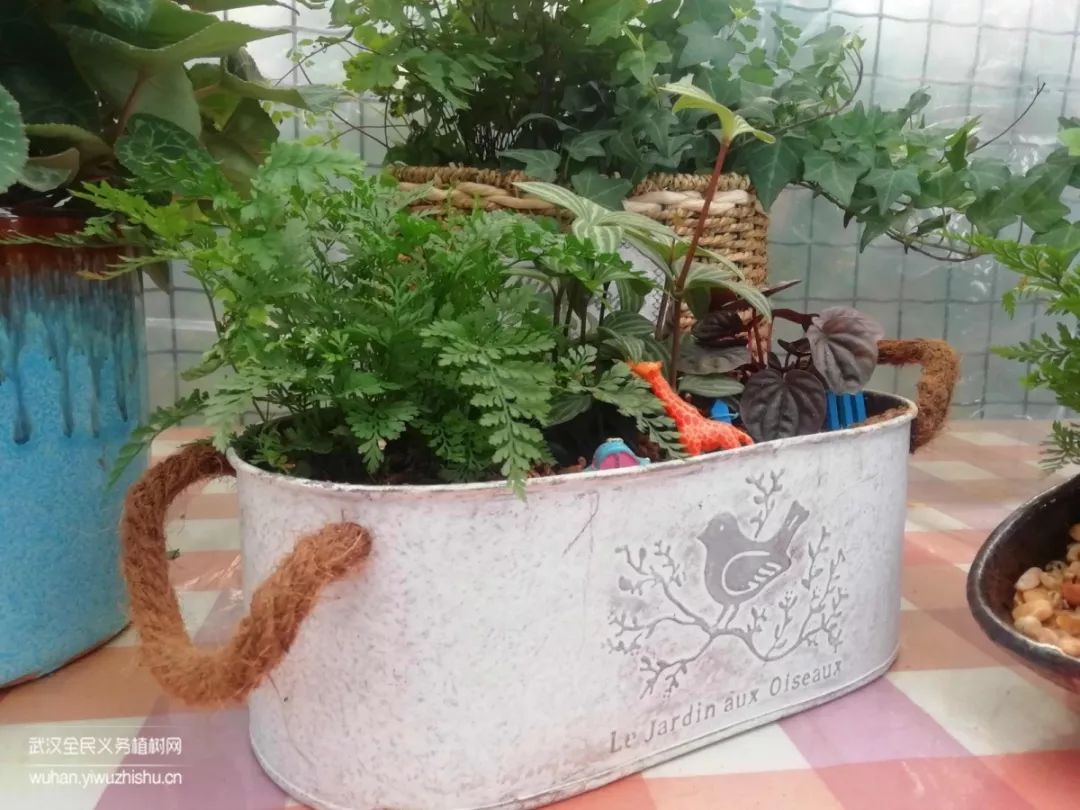 园艺沙龙|前方高能！一大波人相约逛花市，究竟淘了些啥？