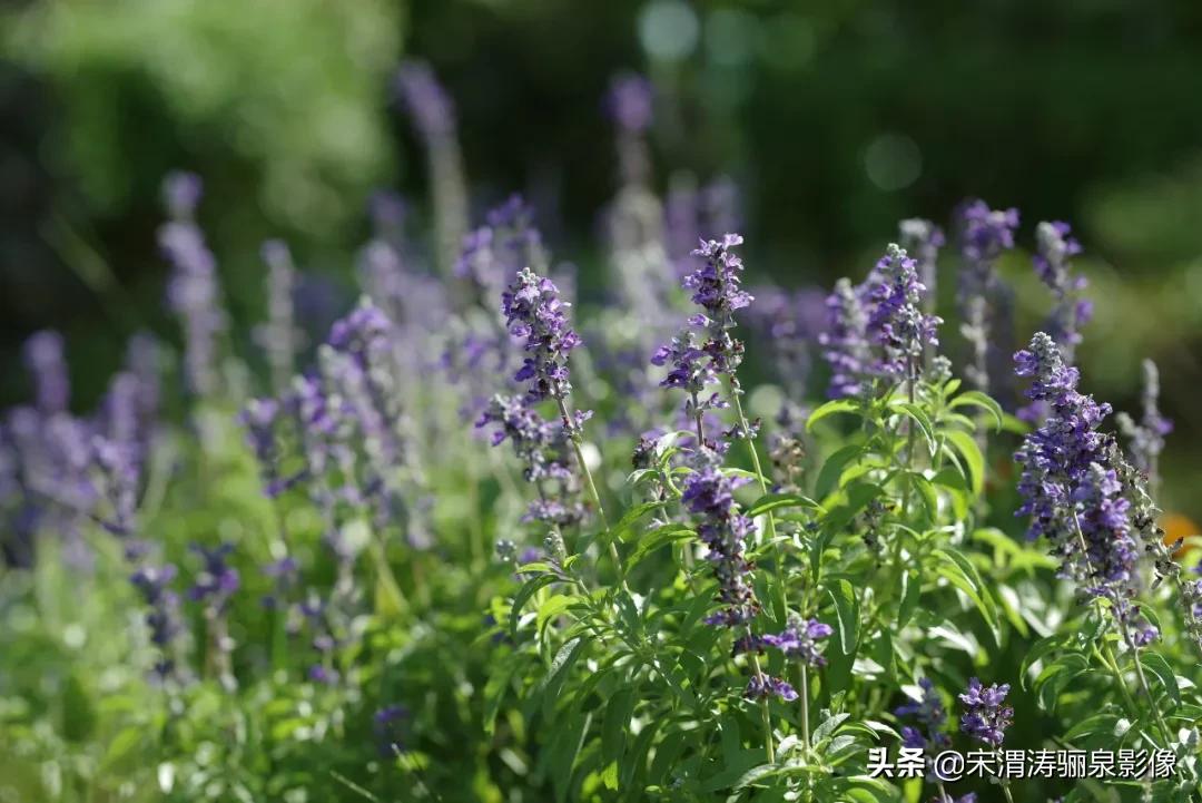 pentax十大经典相机,pentax好吗