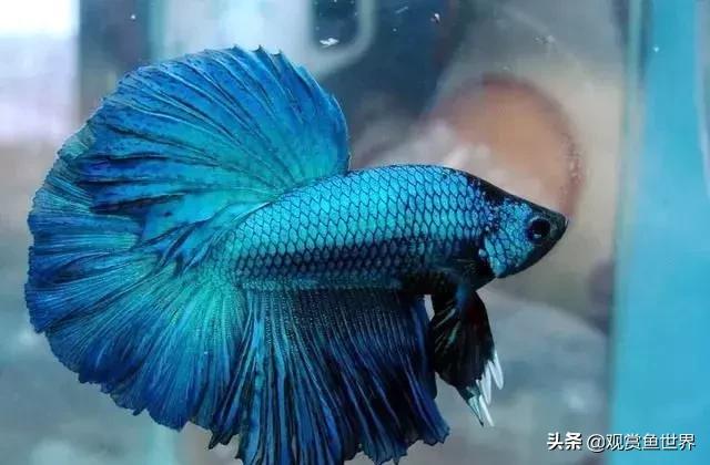 观赏鱼烂尾怎么治,观赏鱼烂尾可以看见肉了还有救吗