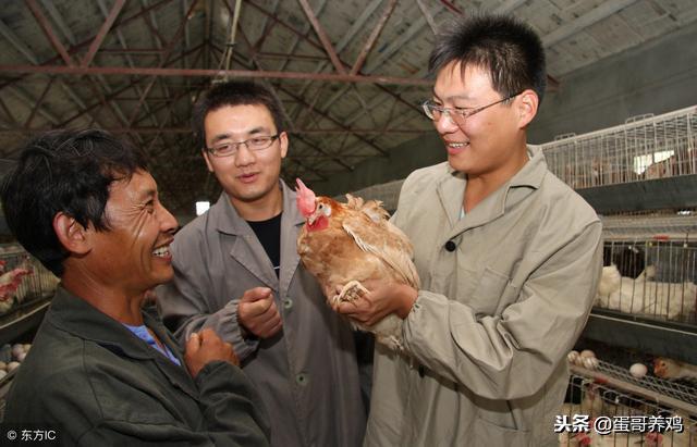 鸡气管堵塞的最佳解决办法,散养鸡支气管堵塞怎么办