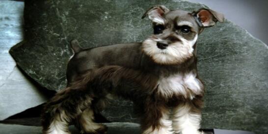 雪纳瑞基本养法,雪纳瑞正确的喂养方法