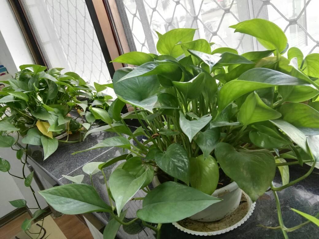 绿萝一年四季都常绿的原因,绿萝四季常绿是什么意思