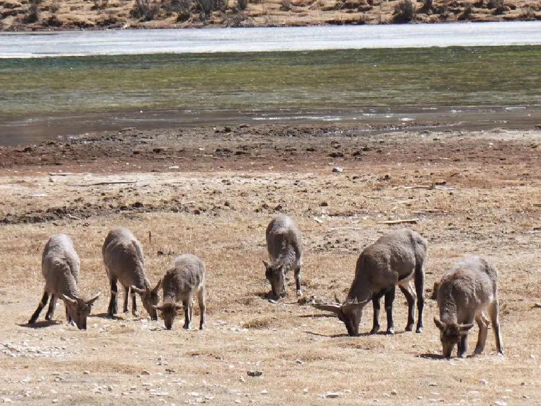 稻城亚丁一个让人魂牵梦绕的地方,稻城亚丁最接近天堂的地方