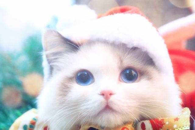 宠物心力衰竭什么原因,宠物肺心病怎么办