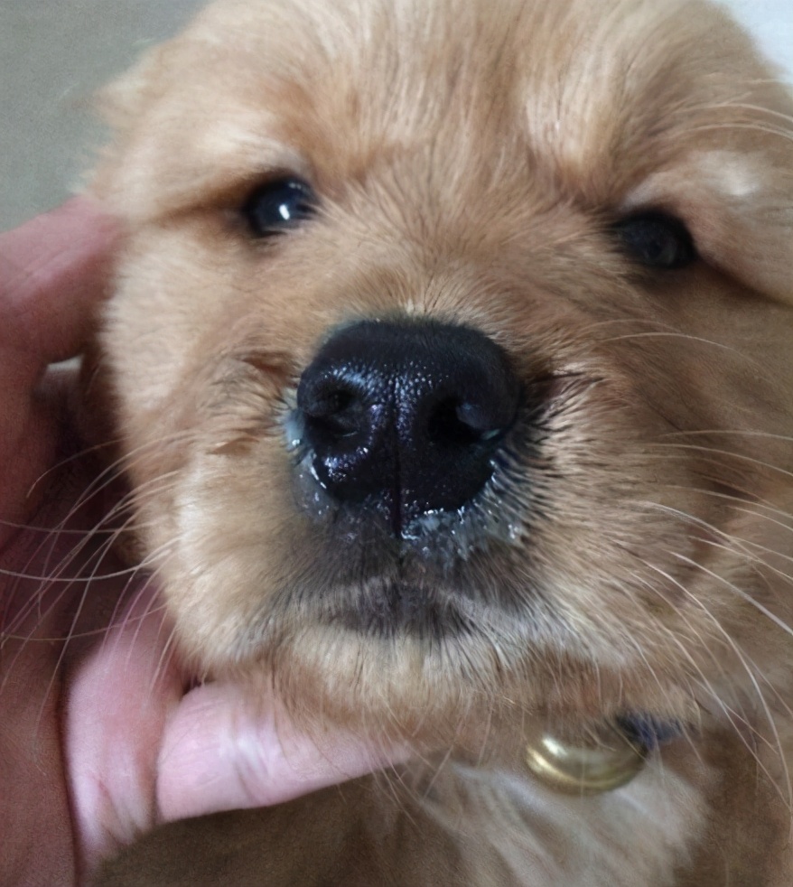 狗狗感冒了怎么办小视频,狗狗感冒什么症状