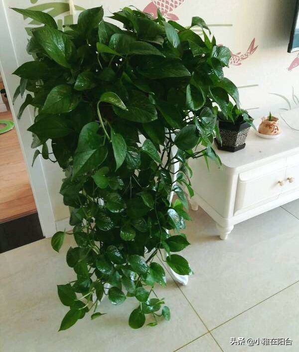 绿萝叶片发黑，喷一点这，30天绿回来，叶片多又大、油绿发亮！