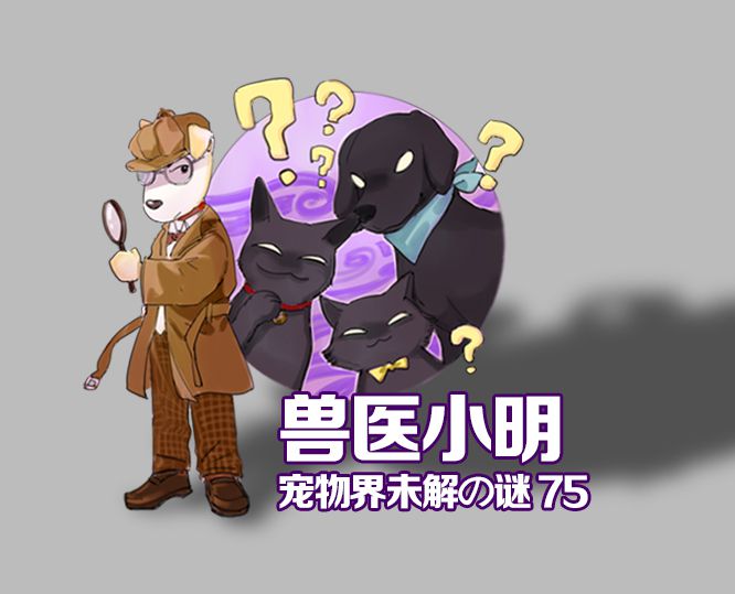 茶杯犬基因病,茶杯犬背后的残忍真相是真的吗