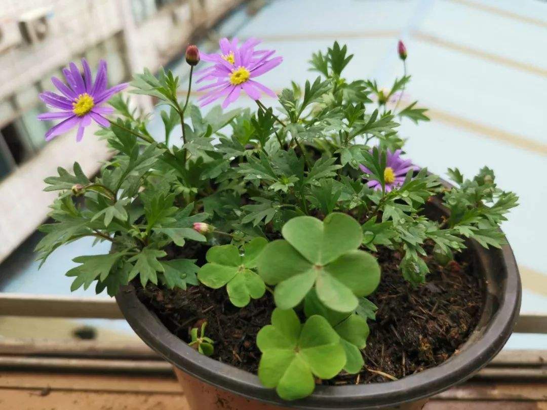 室内暖棚养花怎么养活,温度太高养花瘪了