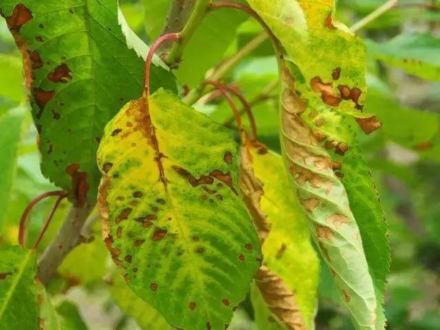 怕作物发生药害，用药前来查阅一下，避免药害的发生！（收藏版）