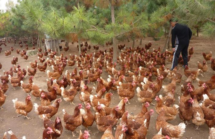 散养土鸡喂稻谷还是喂玉米下蛋多,散养土鸡山里下蛋