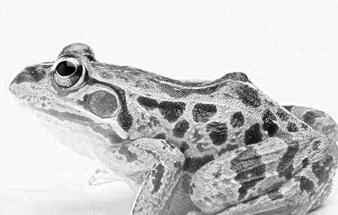 HIFI科普|底噪堪比*霜砒**，可能摧毁你的心情与健康